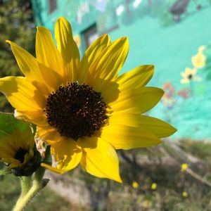 Meet your Posher, Daisy